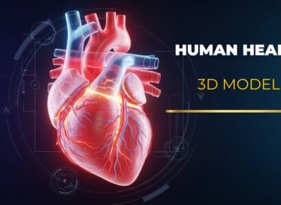 3D Human Heart