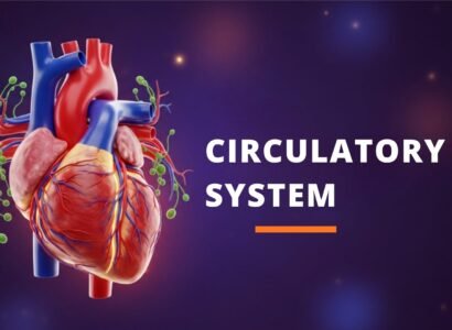 Human Circulatory System: Complete Guide