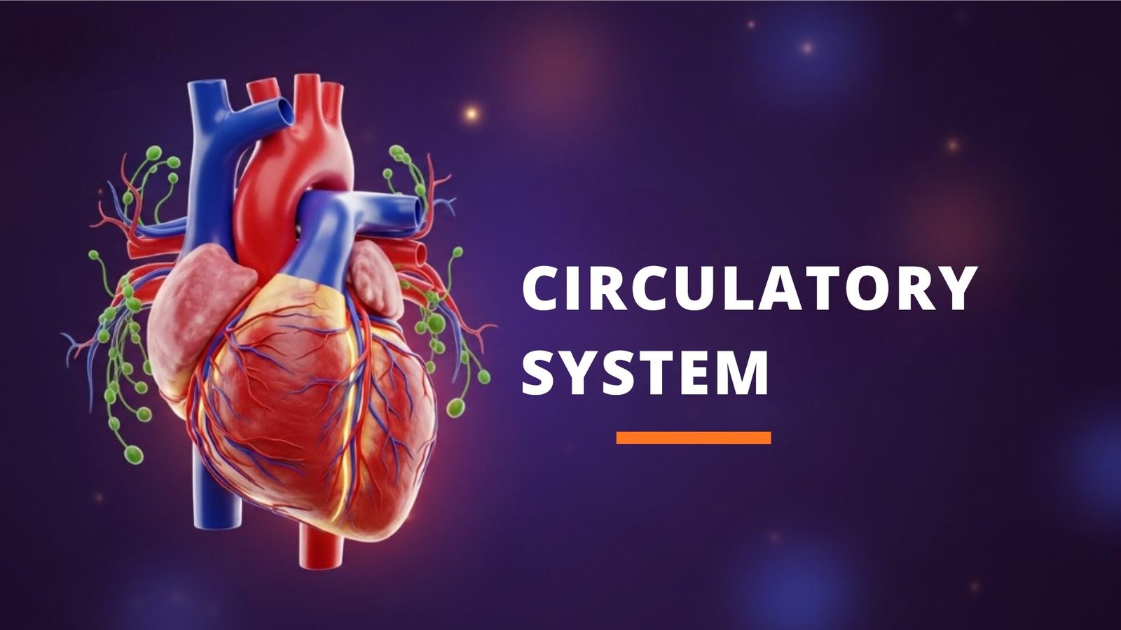 Circulatory system