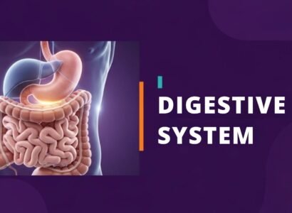 Human Digestive System: From Mouth to Absorption