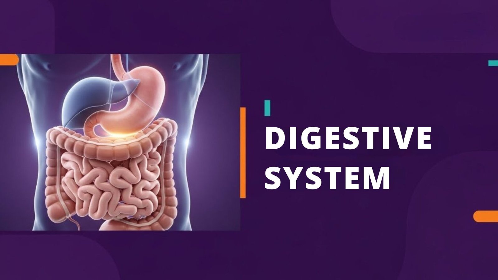 Digestive system course