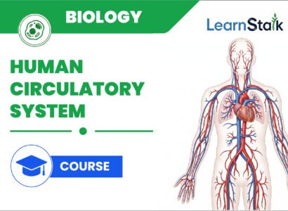 Human Circulatory System: Complete Guide