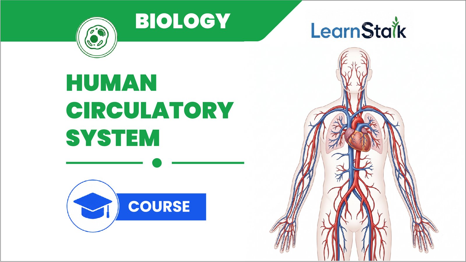 Human Circulatory System