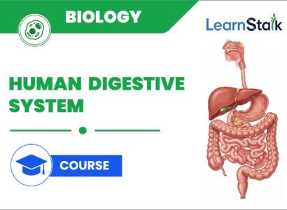 Human Digestive System: From Mouth to Absorption