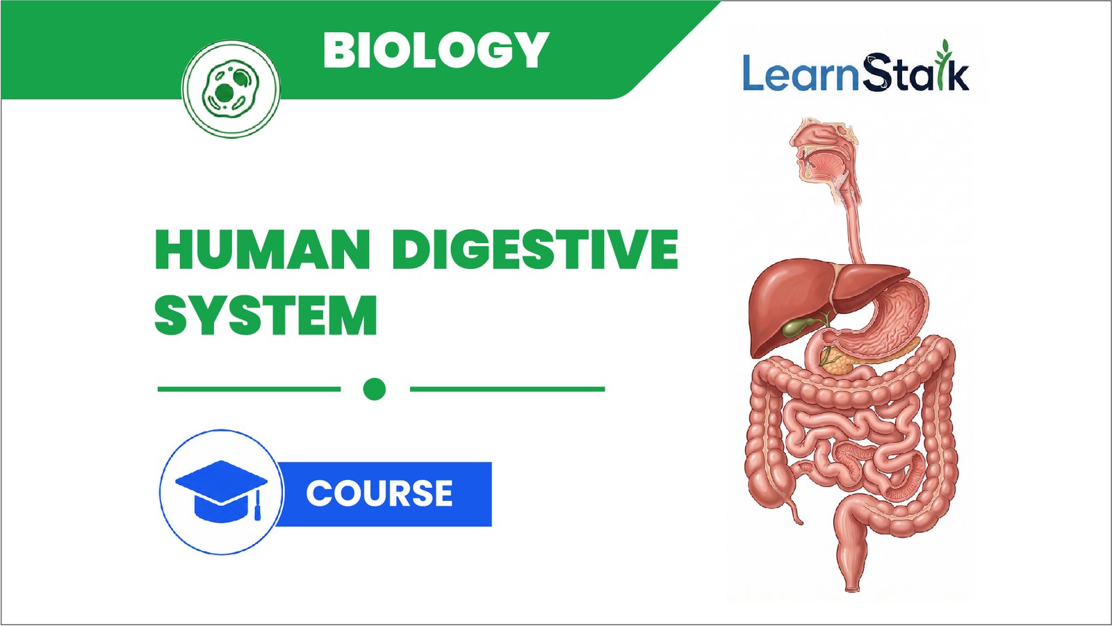 Human Digestive System From Mouth to Absorption