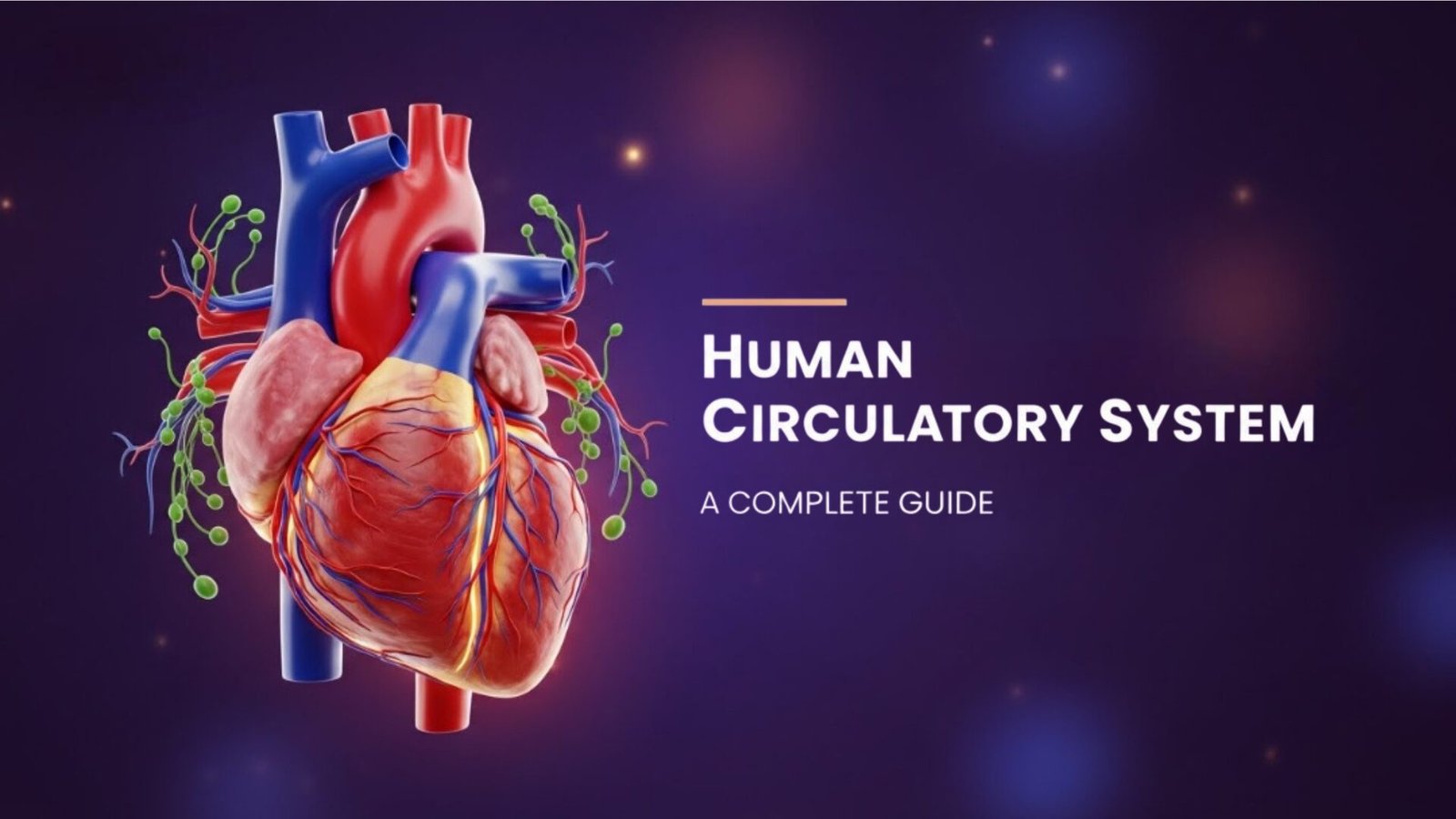 Human circulatory course