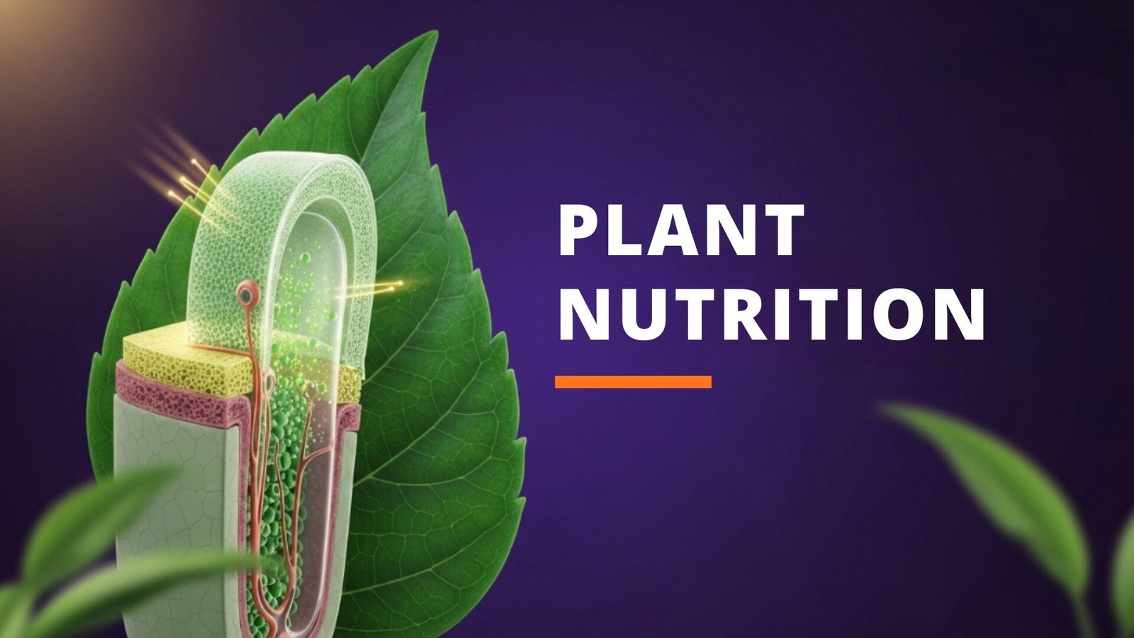 Plant nutrition course